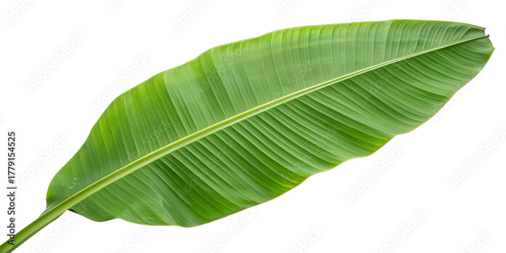 Obraz premium Banana Leaf Isolated Green Tropical Botanical Nature PNG
