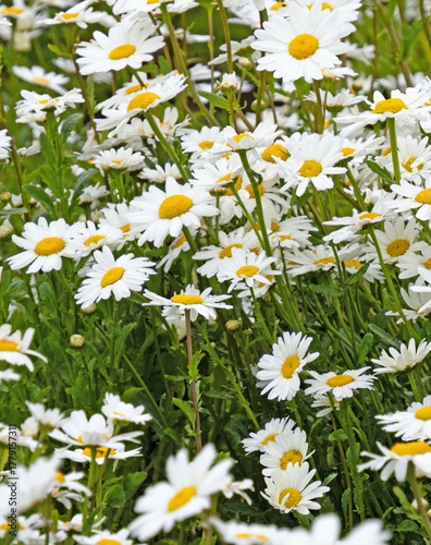Blick in ein Blumenbeet mit vielen weiß blühenden Margeriten, Leucanthemum