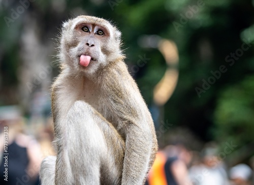 Tableau sur toile Małpa pokazuje język