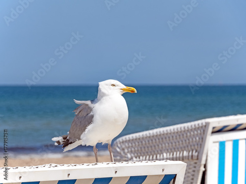Nahaufnahme einer auf einem Strandkorb sitzenden Silbermöwe, Larus argentatus