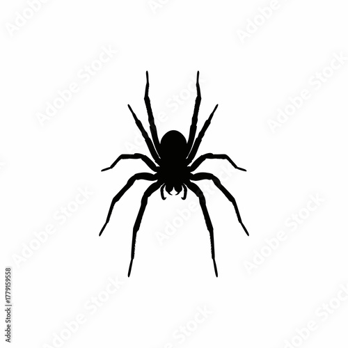 spider isolated on white background
