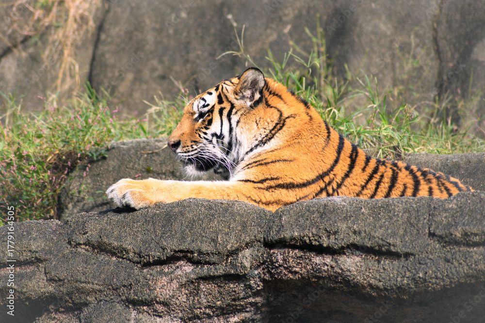 Naklejka premium 日向ぼっこで眠そうなトラ 穏やかな休息