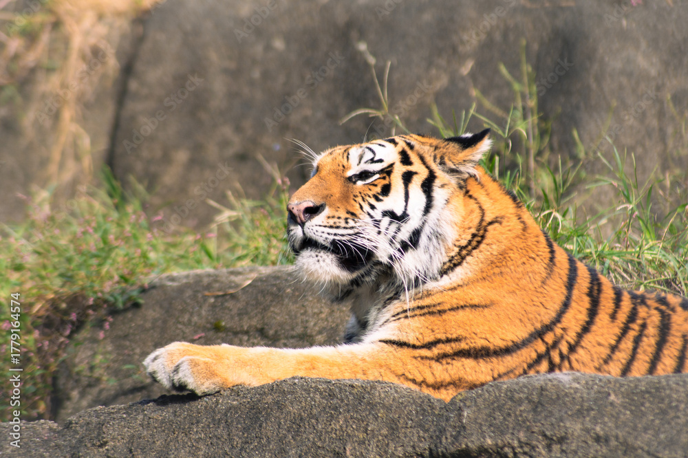 Obraz premium 日向ぼっこで眠そうなトラ 穏やかな休息