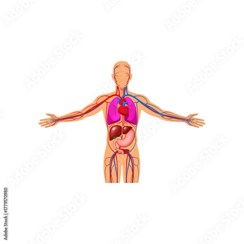 Human body anatomy illustration, comprehensive internal organs and circulatory system diagram