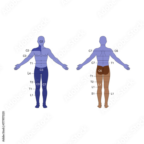 Detailed human dermatome map illustrating sensory nerve segments and body innervation zones