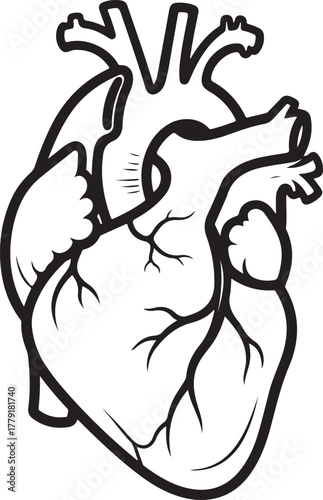 Black and White Anatomical Human Heart Illustration vector
