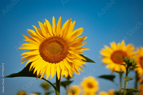Golden Sunflowers Against a Clear Blue Sky