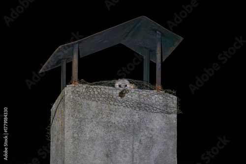Curious Barn Owl on Chimney Under Night Sky