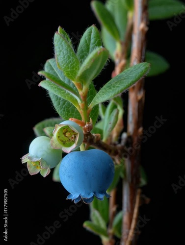 Blueberries growing on a branch in a garden under natural light during summer
