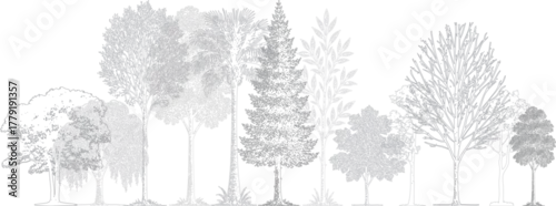 Fototapeta Architectural landscape elevation drawing with detailed tree collection. Realistic black and white line art showing various tropical and deciduous trees in minimal technical style. 