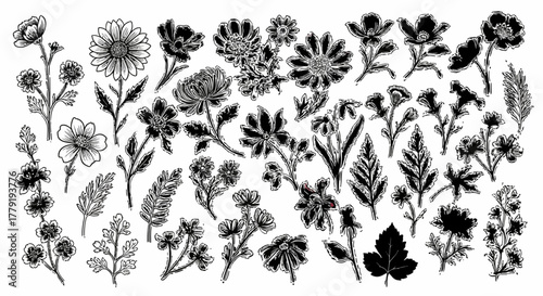 Floral elements collection vector illustrations of various flowers and plants with detailed designs