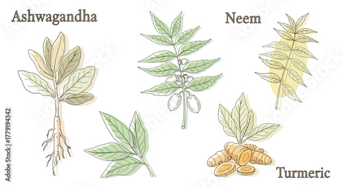 Vibrant collection of hand-drawn medicinal plants, roots, and leaves, depicting natural health benefits and herbal wellness remedies