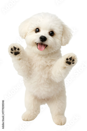 white pomeranian puppy