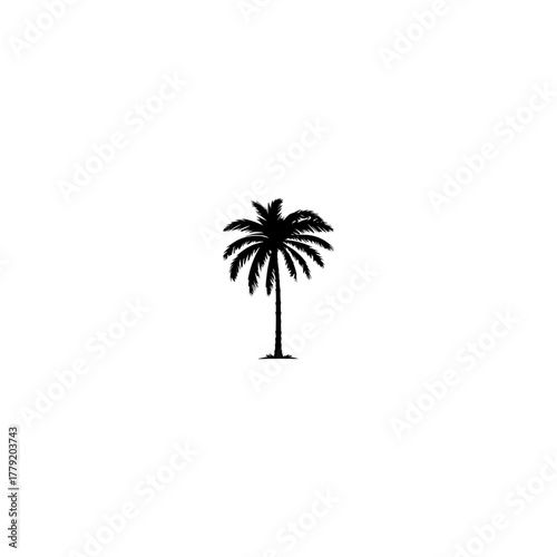 Palm tree icon. Black coconut silhouette palm isolated on white background. Coconuts palm tree for design summer prints. Palmetto trees. 