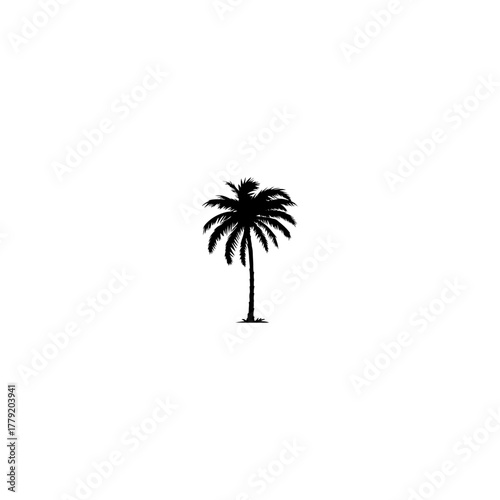Palm tree icon. Black coconut silhouette palm isolated on white background. Coconuts palm tree for design summer prints. Palmetto trees. 