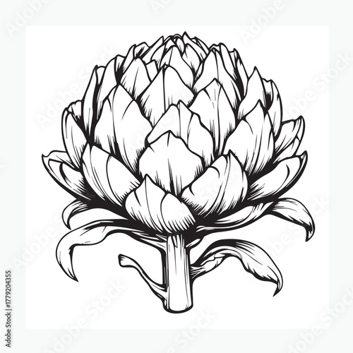 vector illustration of artichoke