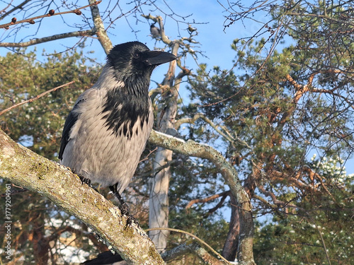 Hooded Crow, Corvus cornix, Perched on a Tree in Winter.