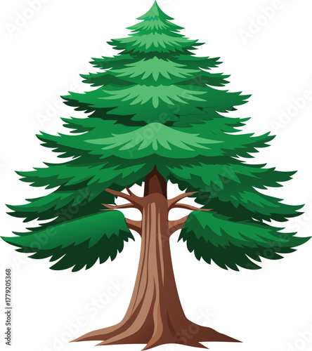 Cedar tree