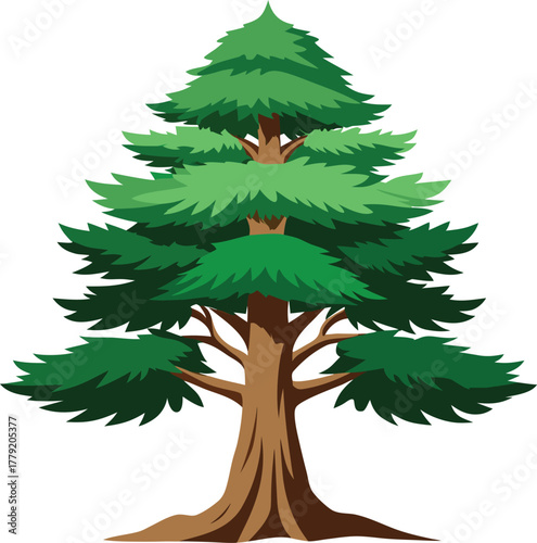 Cedar tree