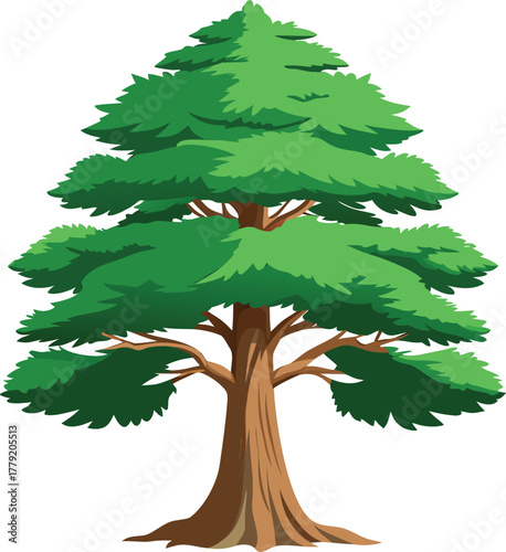 Cedar tree