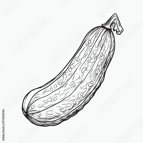 hand drawn vector illustration of bitter melon