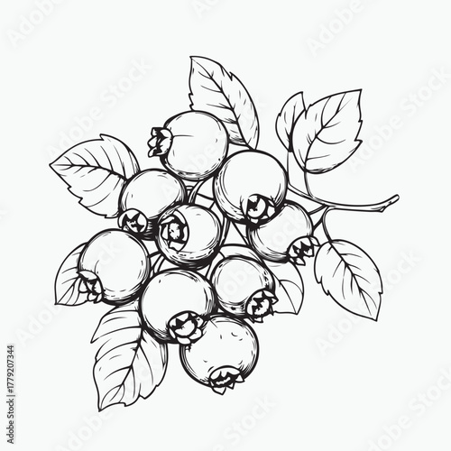 blueberry fruit isolated on white