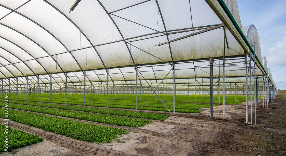Fototapeta premium Culture de mâche sous serre