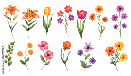 Vibrant watercolor floral collection featuring beautiful spring flowers, botanical elements, and hand-painted blossoms for decorative designs and natural art projects.