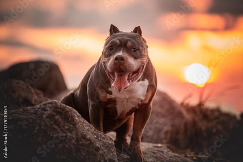 The dog is sitting on the rocks in the background of the sunset.