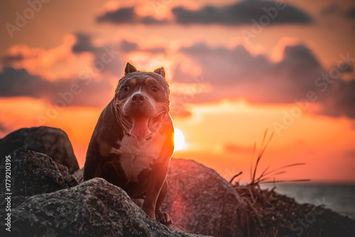 The dog is sitting on the rocks in the background of the sunset.