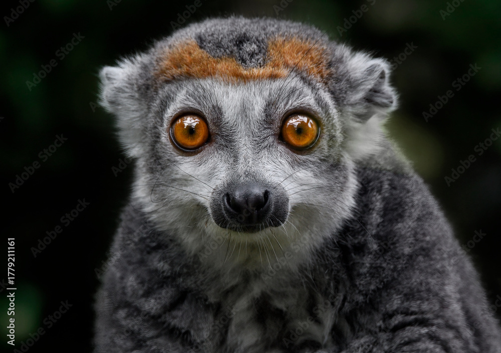 Obraz premium A close up of a watching Crowned Lemur