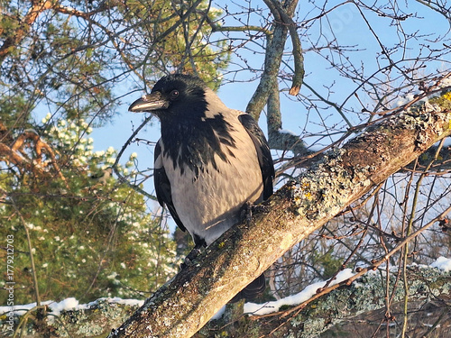 Hooded Crow, Corvus cornix, a Bit Snow on the Beak, Perched on Tree on a Sunny Day of Winter. 