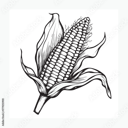 hand drawn corn