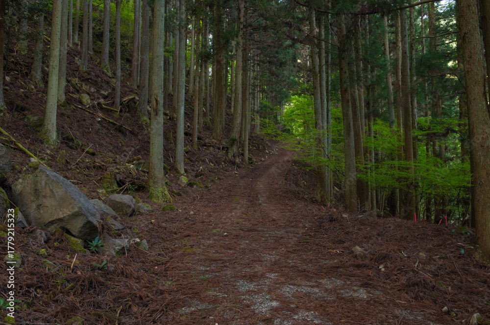 Obraz premium 犬ヶ岳登山「うぐいす谷付近の登山道」
