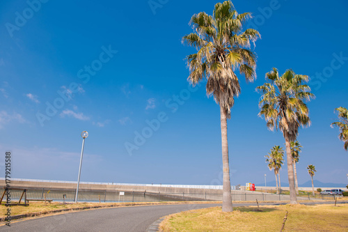 宇土マリーナのヤシの木