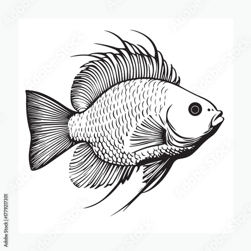 vector illustration of a fish