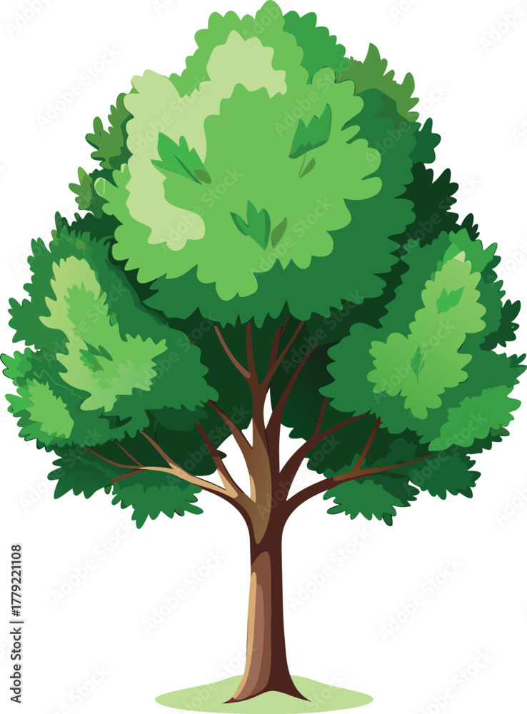 Fototapeta premium Poplar tree