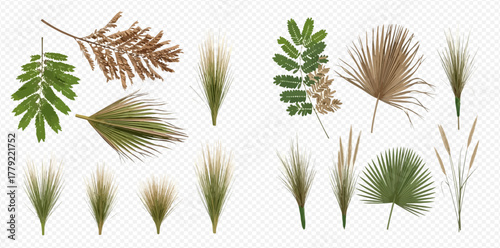 Collection of various natural plant elements including green and dried leaves, palm fronds, and tall grasses on a transparent background.