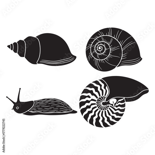 Sea Shell Vector Collection - Marine Pattern and Nautilus Designs