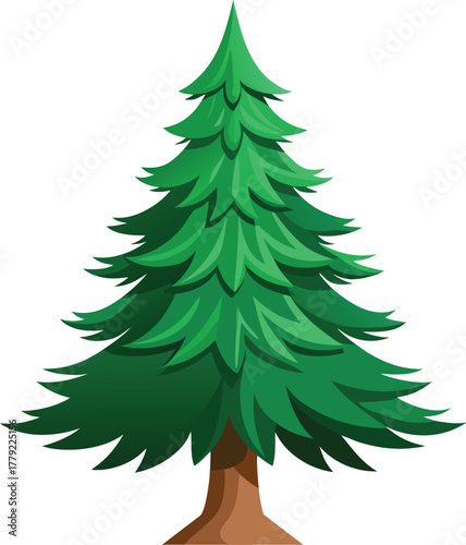 Spruce tree