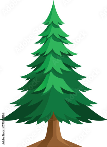 Spruce tree