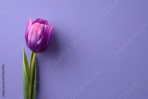 Single vibrant purple tulip on a purple background