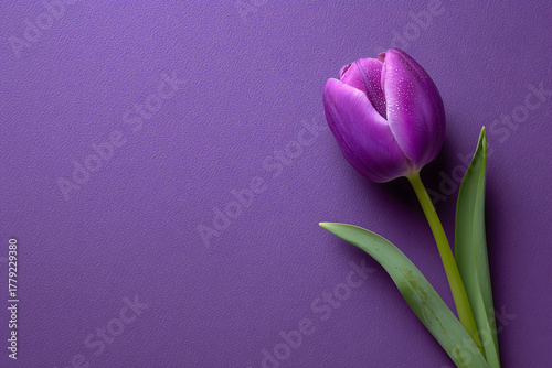 Single vibrant purple tulip on a purple background