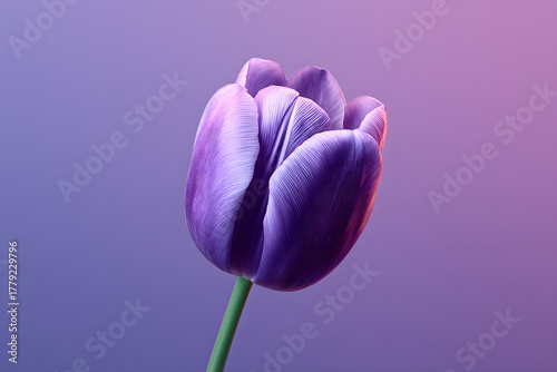 Single vibrant purple tulip on a purple background