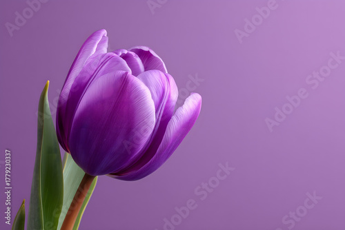 Single vibrant purple tulip on a purple background
