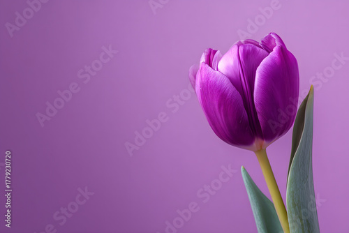 Single vibrant purple tulip on a purple background