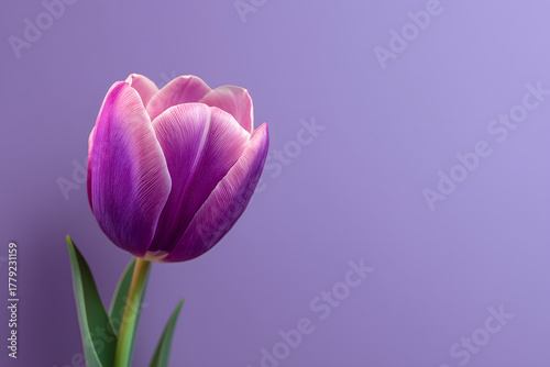 Single vibrant purple tulip on a purple background