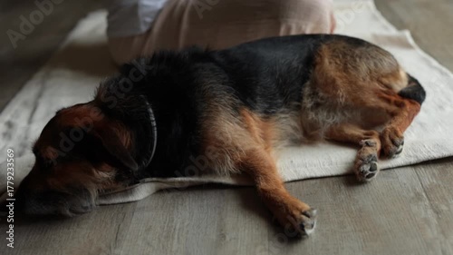 Dog lies on the floor while a woman practices yoga nearby at home. Peaceful indoor moment showing harmony between pet and owner during wellness routine