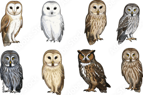Cartoon owl species set with varied plumage and facial features, vector illustration for bird identification and wildlife education concept