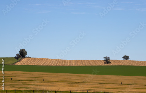 Patterned farmland with green and golden fields under clear blue sky